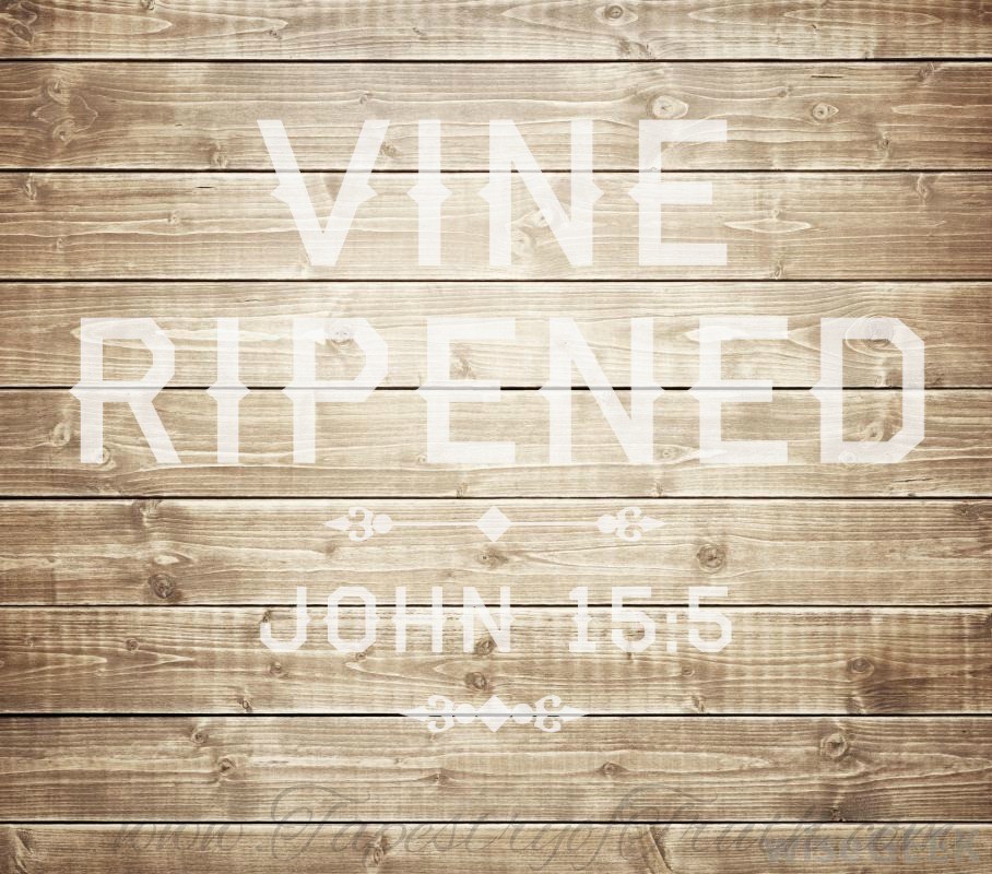 Vine ripened. John 15:5